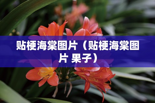 贴梗海棠图片（贴梗海棠图片 果子）