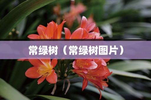 常绿树（常绿树图片）