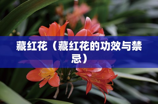 藏红花（藏红花的功效与禁忌）