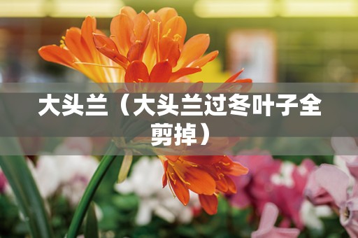 大头兰（大头兰过冬叶子全剪掉）