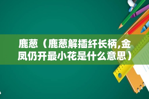 鹿葱（鹿葱解插纤长柄,金凤仍开最小花是什么意思）