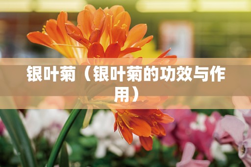 银叶菊（银叶菊的功效与作用）