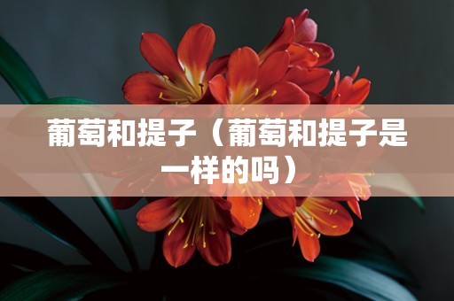 葡萄和提子（葡萄和提子是一样的吗）