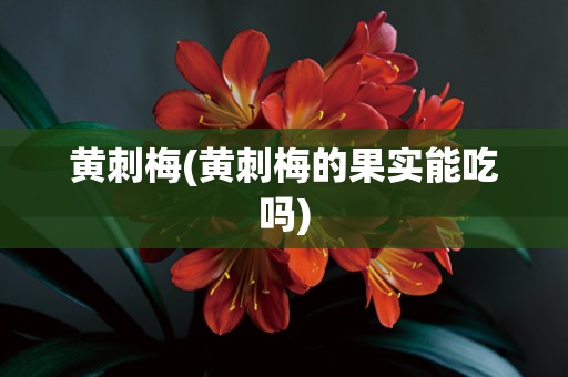 黄刺梅(黄刺梅的果实能吃吗)