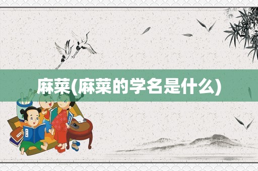 麻菜(麻菜的学名是什么)