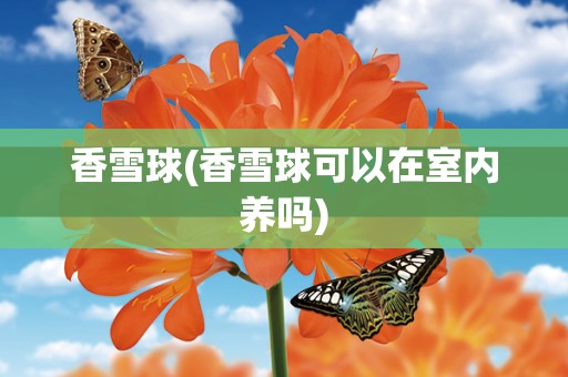 香雪球(香雪球可以在室内养吗)