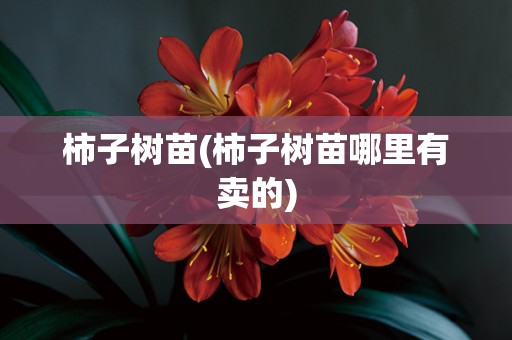 柿子树苗(柿子树苗哪里有卖的)