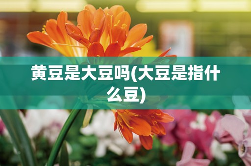 黄豆是大豆吗(大豆是指什么豆)