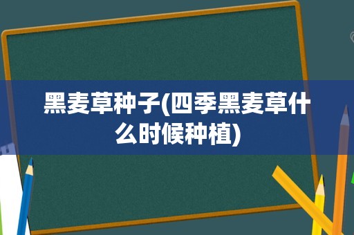 黑麦草种子(四季黑麦草什么时候种植)