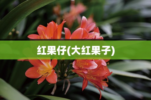 红果仔(大红果子)