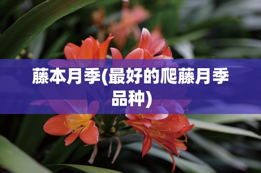 藤本月季(最好的爬藤月季品种)