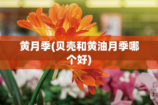 黄月季(贝壳和黄油月季哪个好)