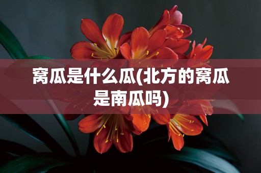 窝瓜是什么瓜(北方的窝瓜是南瓜吗)