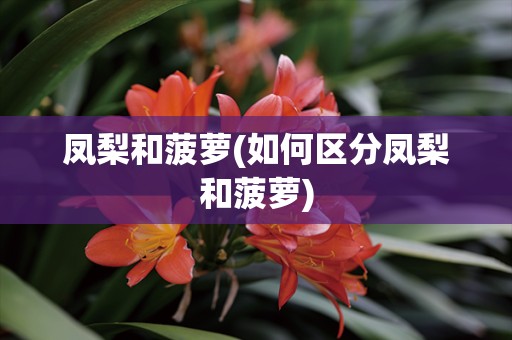 凤梨和菠萝(如何区分凤梨和菠萝)