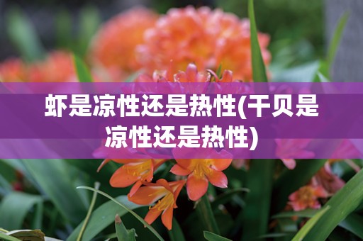 虾是凉性还是热性(干贝是凉性还是热性)