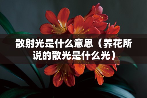 散射光是什么意思（养花所说的散光是什么光）