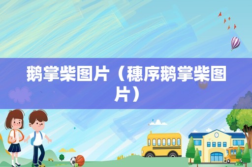 鹅掌柴图片（穗序鹅掌柴图片）