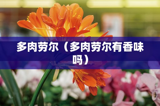 多肉劳尔（多肉劳尔有香味吗）