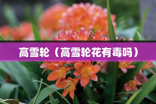高雪轮（高雪轮花有毒吗）