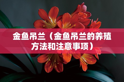 金鱼吊兰（金鱼吊兰的养殖方法和注意事项）