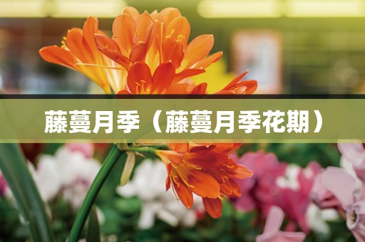 藤蔓月季（藤蔓月季花期）