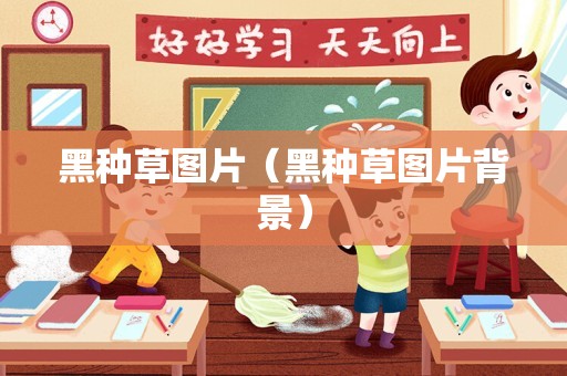 黑种草图片（黑种草图片背景）