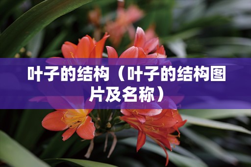 叶子的结构（叶子的结构图片及名称）