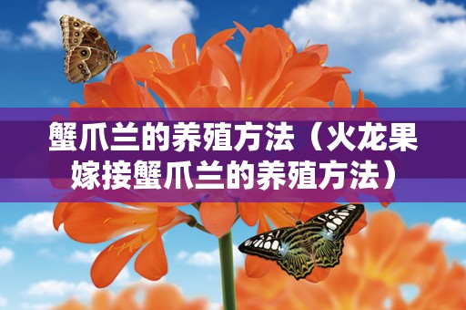 蟹爪兰的养殖方法（火龙果嫁接蟹爪兰的养殖方法）