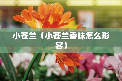 小苍兰（小苍兰香味怎么形容）