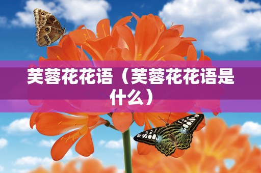 芙蓉花花语（芙蓉花花语是什么）