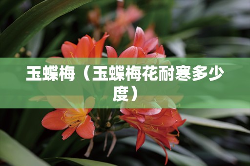 玉蝶梅（玉蝶梅花耐寒多少度）