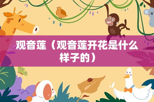 观音莲（观音莲开花是什么样子的）