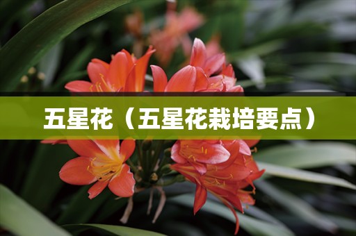 五星花（五星花栽培要点）