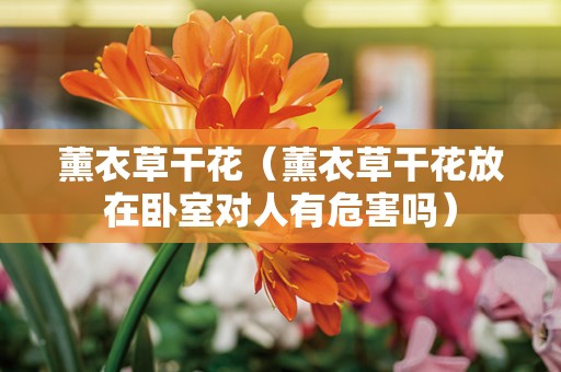 薰衣草干花（薰衣草干花放在卧室对人有危害吗）