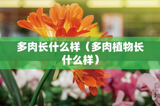 多肉长什么样（多肉植物长什么样）