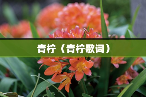 青柠（青柠歌词）