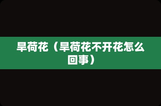 旱荷花（旱荷花不开花怎么回事）