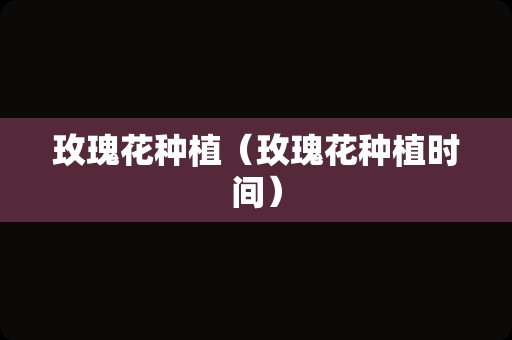 玫瑰花种植（玫瑰花种植时间）
