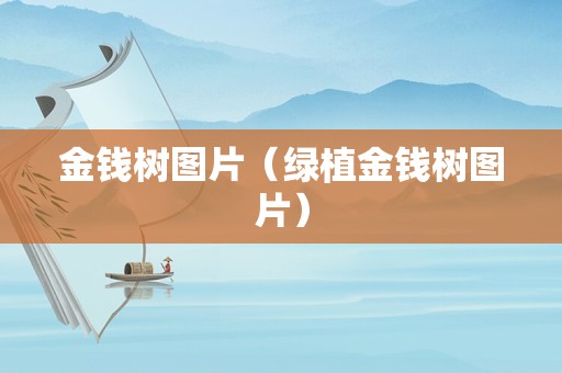 金钱树图片（绿植金钱树图片）