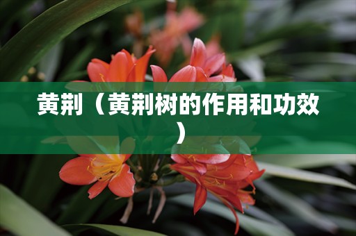 黄荆（黄荆树的作用和功效）