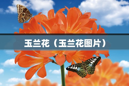 玉兰花（玉兰花图片）