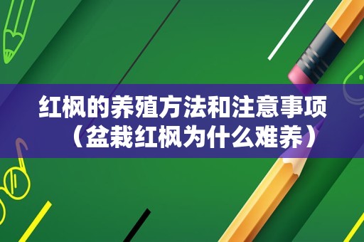 红枫的养殖方法和注意事项（盆栽红枫为什么难养）