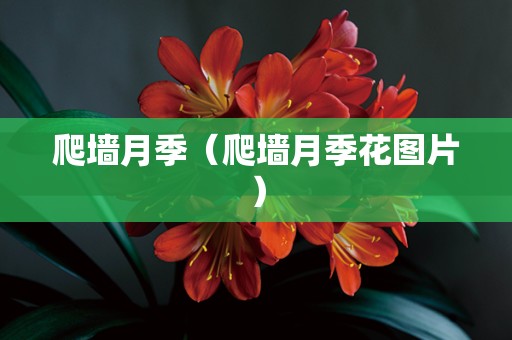 爬墙月季（爬墙月季花图片）