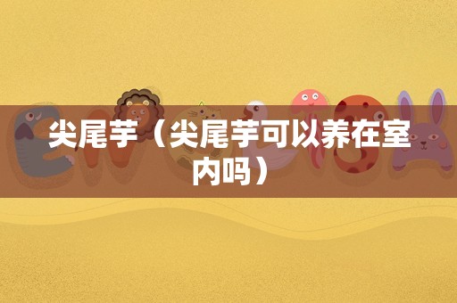 尖尾芋（尖尾芋可以养在室内吗）