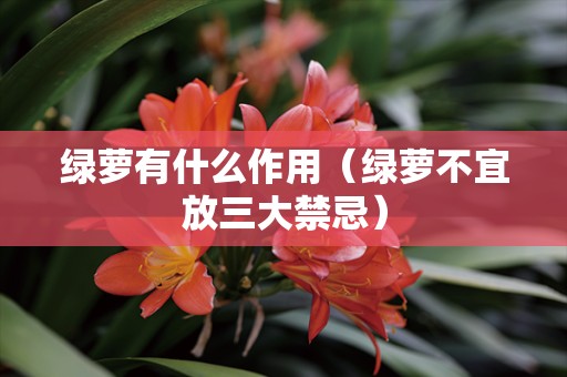 绿萝有什么作用（绿萝不宜放三大禁忌）