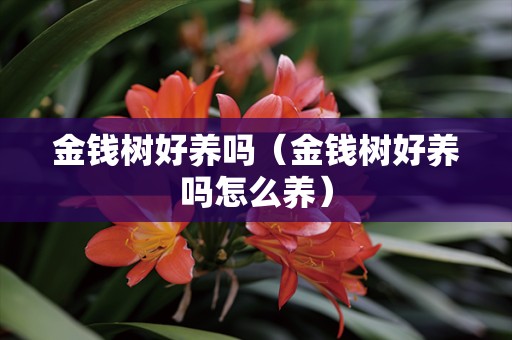 金钱树好养吗（金钱树好养吗怎么养）