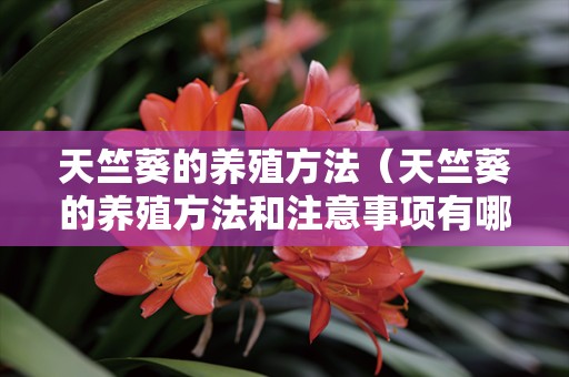 天竺葵的养殖方法（天竺葵的养殖方法和注意事项有哪些视频）