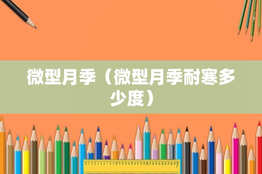 微型月季（微型月季耐寒多少度）