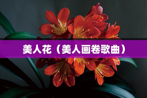 美人花（美人画卷歌曲）