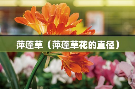 萍蓬草（萍蓬草花的直径）